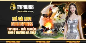 Đá gà live Philippines Typhu88 – Trải nghiệm như ở trường gà thật
