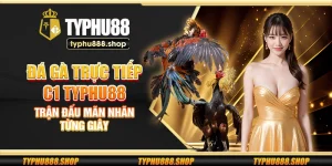 Đá gà trực tiếp C1 Typhu88 – Trận đấu mãn nhãn từng giây