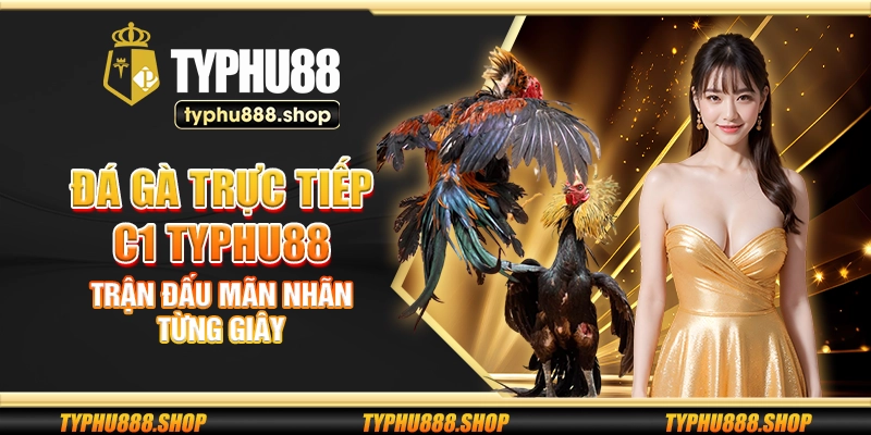 Đá gà trực tiếp C1 Typhu88 – Trận đấu mãn nhãn từng giây