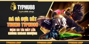 Đá gà cựa sắt Thomo Typhu88 – Màn so tài nảy lửa không khoan nhượng