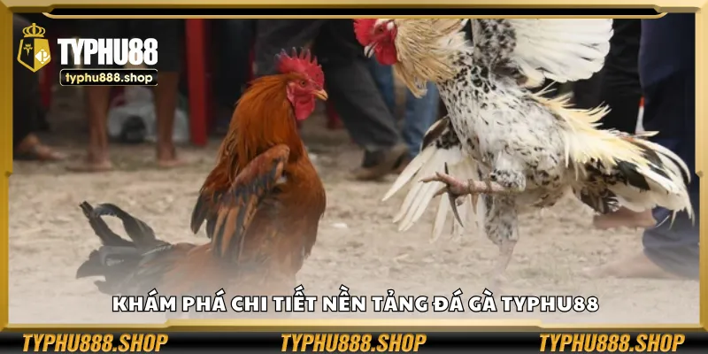 Khám phá chi tiết nền tảng đá gà Typhu88