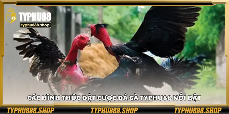 Các hình thức đặt cược đá gà Typhu88 nổi bật