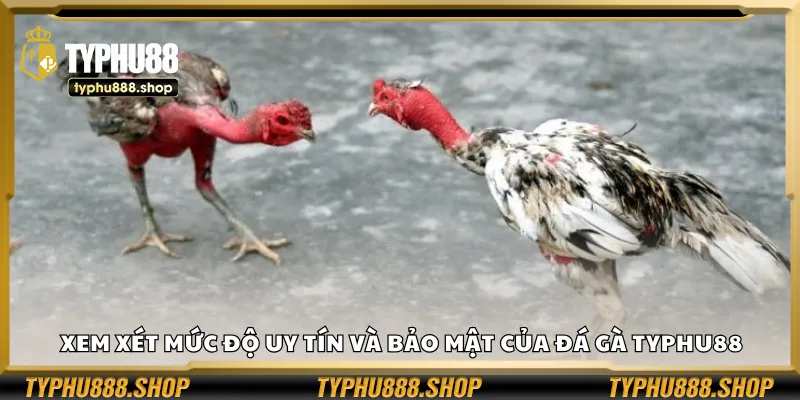Xem xét mức độ uy tín và bảo mật của đá gà Typhu88