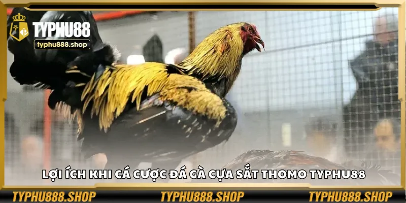 Lợi ích khi cá cược đá gà cựa sắt Thomo Typhu88
