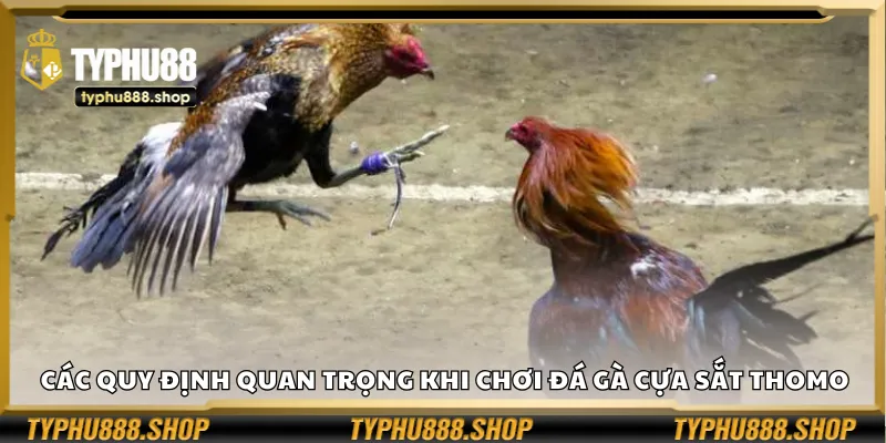 Các quy định quan trọng khi chơi đá gà cựa sắt Thomo