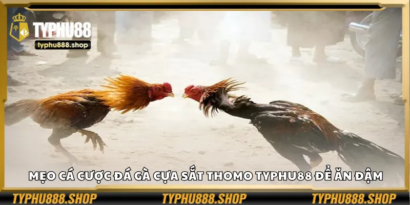 Mẹo cá cược đá gà cựa sắt Thomo Typhu88 để ăn đậm