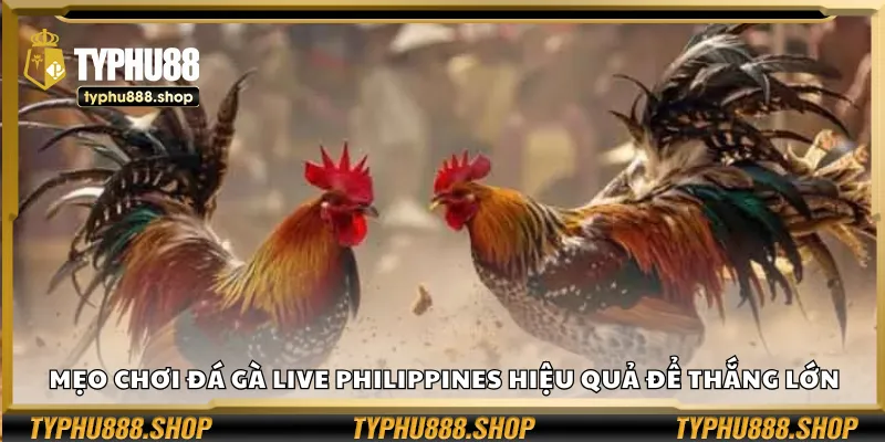 Mẹo chơi đá gà live Philippines hiệu quả để thắng lớn