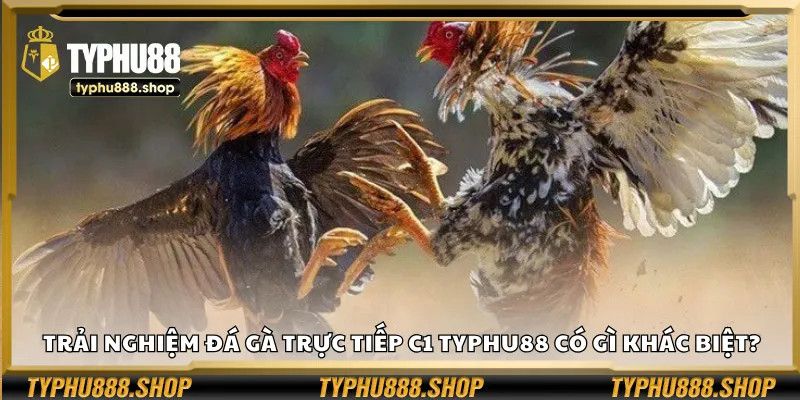 Trải nghiệm đá gà trực tiếp C1 Typhu88 có gì khác biệt?