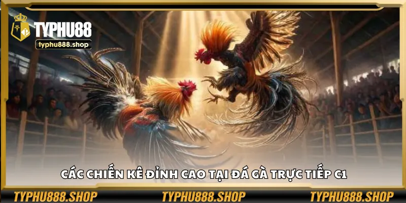 Các chiến kê đỉnh cao tại đá gà trực tiếp C1