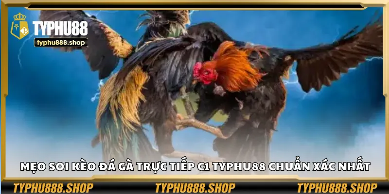 Mẹo soi kèo đá gà trực tiếp C1 Typhu88 chuẩn xác nhất